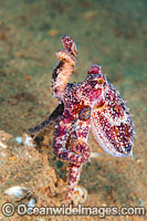 Poison Ocellate Octopus Octopus mototi Photo - Gary Bell
