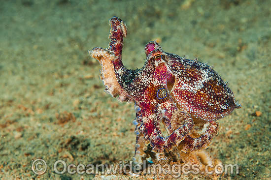 Poison Ocellate Octopus (Octopus mototi). Found on sand bottoms throughout the Indo Pacific. Photo taken at Anilao, Philippines. Within the Coral Triangle. Photo - Gary Bell Poison Ocellate Octopus (Octopus mototi). Found on sand bottoms throughout the Indo Pacific. Photo taken at Anilao, Philippines. Within the Coral Triangle. Photo - Gary Bell