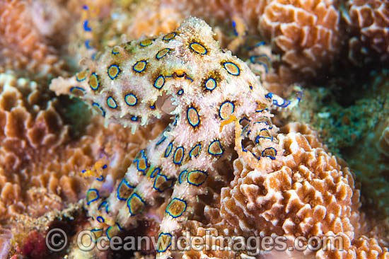 Greater Blue-ringed Octopus photo