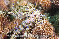 Greater Blue-ringed Octopus Photo - Gary Bell