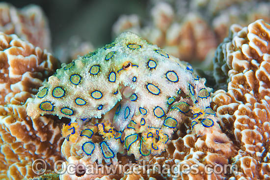 Greater Blue-ringed Octopus (Hapalochlaena lunulata). Found throughout the Indo-Pacific, including the Great Barrier Reef, Australia. An extremely venomous and dangerous tropical octopus. Photo - Gary Bell Greater Blue-ringed Octopus (Hapalochlaena lunulata). Found throughout the Indo-Pacific, including the Great Barrier Reef, Australia. An extremely venomous and dangerous tropical octopus. Photo - Gary Bell