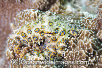 Greater Blue-ringed Octopus Hapalochlaena lunulata Photo - Gary Bell