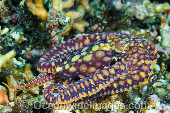 Mosaic Octopus photo