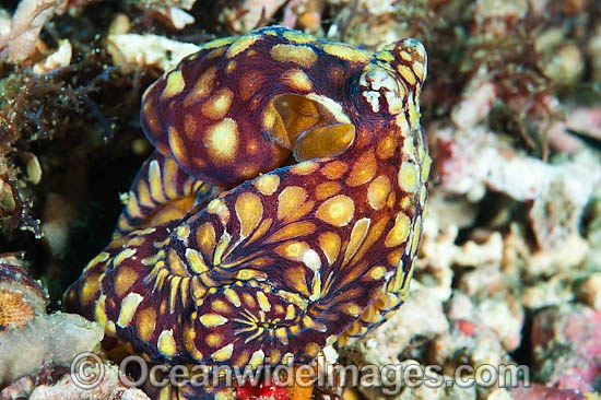 Mosaic Octopus Abdopus abaculus photo