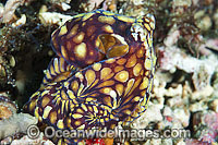 Mosaic Octopus Abdopus abaculus Photo - Gary Bell