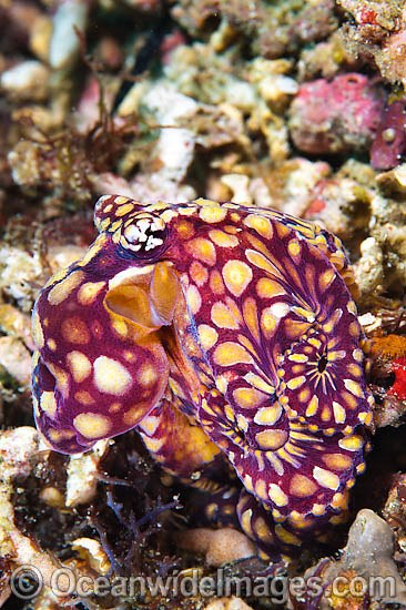 Rare Mosaic Octopus photo