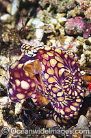 Rare Mosaic Octopus Photo - Gary Bell