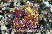 Mosaic Octopus Abdopus abaculus Photo - Gary Bell