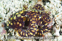 Mosaic Octopus Photo - Gary Bell