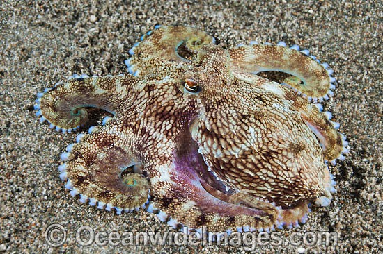 Veined Octopus Octopus marginatus photo