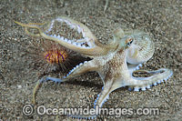 Veined Octopus Octopus marginatus Photo - Gary Bell