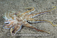 Veined Octopus Photo - Gary Bell