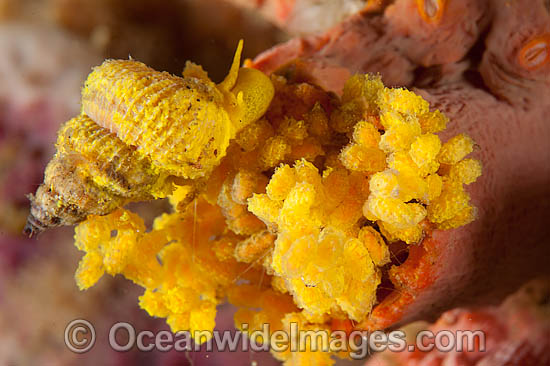 Wentletrap Snail with eggs photo