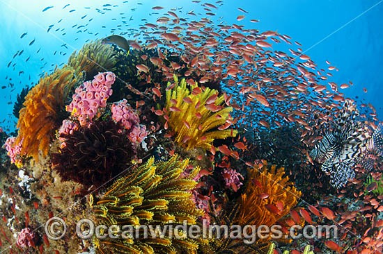 Lionfish and Great Barrier Reef photo