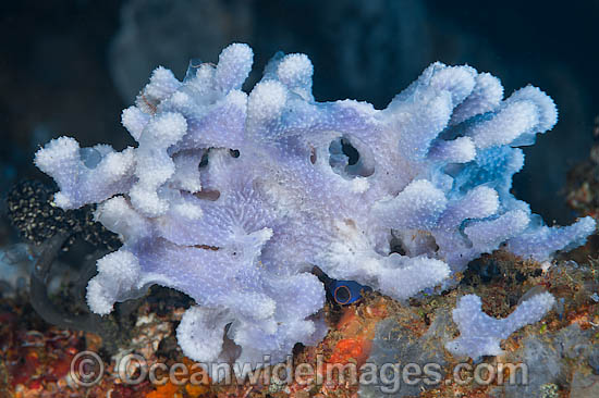 Sea Sponge photo Sea Sponge photo