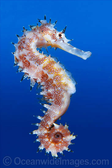 Thorny Seahorse (Hippocampus histrix). Found throughout tropical West Pacific, southern Japan to the Coral Sea, including Great Barrier Reef, Australia. Photo - Gary Bell Thorny Seahorse (Hippocampus histrix). Found throughout tropical West Pacific, southern Japan to the Coral Sea, including Great Barrier Reef, Australia. Photo - Gary Bell