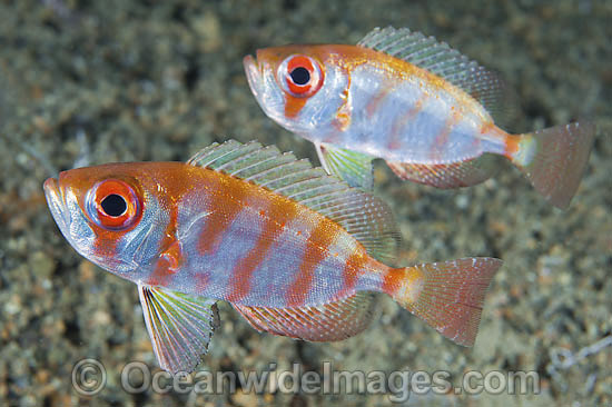 Silver Bigeye photo Silver Bigeye photo