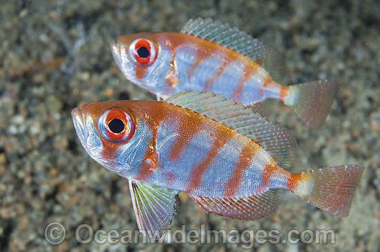 Silver Bigeye Priacanthus blochii photo