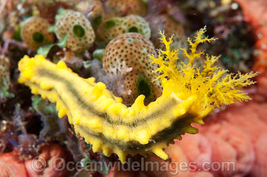Sea Cucumber (Colochirus robustus), feeding. Found in Indo-West Pacific. Photo taken off Anilao, Philippines. Within the Coral Triangle. Photo - Gary Bell