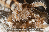 Sea Cucumber Synapta sp. Feeding Photo - Gary Bell
