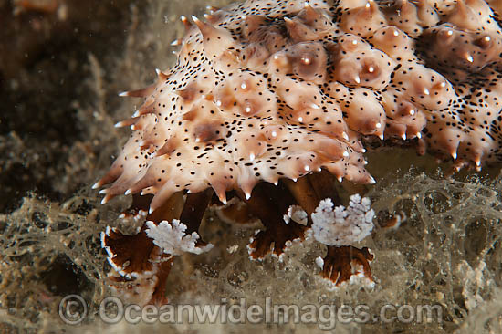 Sea Cucumber Bohadschia sp. photo