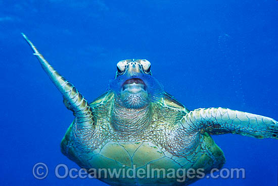 Green Sea Turtle eating Jellyfish photo