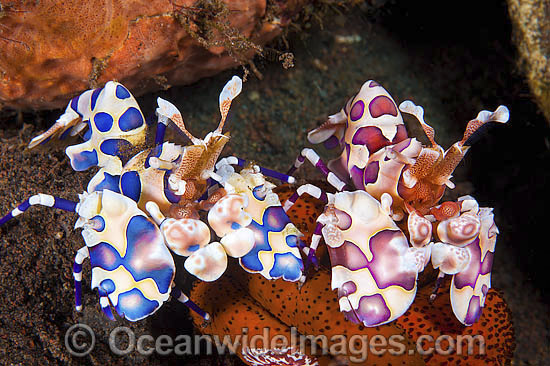 Pink and Blue Harlequin Shrimp feeding photo