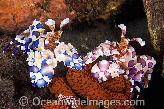 Two coloured Harlequin Shrimp feeding photo