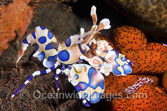 Harlequin Shrimps feeding on sea star photo