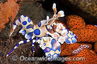 Harlequin Shrimps feeding on sea star Photo - Gary Bell