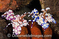 Harlequin Shrimps feeding on sea star Photo - Gary Bell