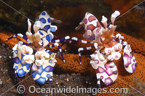 Harlequin Shrimps feeding on sea star photo