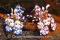 Harlequin Shrimps feeding on sea star Photo - Gary Bell