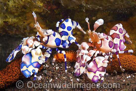 Harlequin Shrimps photo Harlequin Shrimps photo