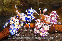 Harlequin Shrimps Photo - Gary Bell