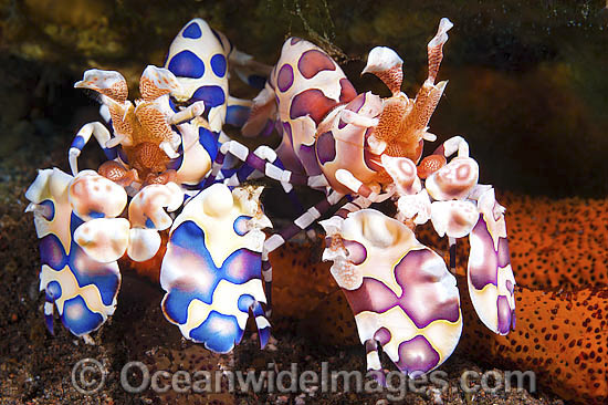 Harlequin Shrimp (Hymenocera picta), showing two different coloured phase individuals feeding on a sea star. Found throughout Indo-Pacific. Photo taken at Tulamben, Bali, Indonesia. Within Coral Triangle. Photo - Gary Bell