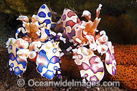 Blue and Pink Harlequin Shrimps Photo - Gary Bell