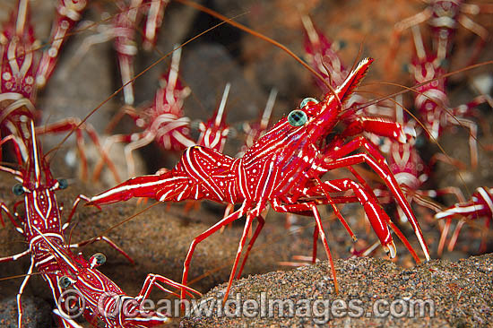 Hinge-beak Shrimp (Rhynchocinetes durbanensis), showing numerous individuals clustered together. Found throughout the Indo Pacific. Photo taken at Tulamben, Bali, Indonesia. Within Coral Triangle. Photo - Gary Bell Hinge-beak Shrimp (Rhynchocinetes durbanensis), showing numerous individuals clustered together. Found throughout the Indo Pacific. Photo taken at Tulamben, Bali, Indonesia. Within Coral Triangle. Photo - Gary Bell