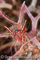 Hinge-beak Shrimp Photo - Gary Bell