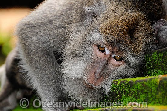 Bali Monkey Macaca fascicuiaris photo