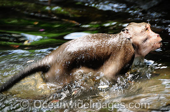 Long-tailed Macaque bathing photo