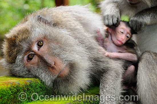 Long-tailed Macaque (Macaca fascicuiaris), mother and baby. Also known as Bali Monkey. Photo taken at Sacred Monkey Forest of Padangtegal, Ubud, Bali, Indonesia. Photo - Gary Bell Long-tailed Macaque (Macaca fascicuiaris), mother and baby. Also known as Bali Monkey. Photo taken at Sacred Monkey Forest of Padangtegal, Ubud, Bali, Indonesia. Photo - Gary Bell
