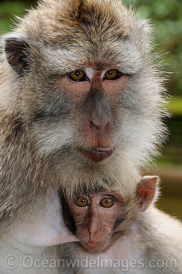 Long-tailed Macaque (Macaca fascicuiaris), mother and baby. Also known as Bali Monkey. Photo taken at Sacred Monkey Forest of Padangtegal, Ubud, Bali, Indonesia. Photo - Gary Bell Long-tailed Macaque (Macaca fascicuiaris), mother and baby. Also known as Bali Monkey. Photo taken at Sacred Monkey Forest of Padangtegal, Ubud, Bali, Indonesia. Photo - Gary Bell