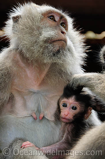 Long-tailed Macaque (Macaca fascicuiaris), mother and baby. Also known as Bali Monkey. Photo taken at Sacred Monkey Forest of Padangtegal, Ubud, Bali, Indonesia. Photo - Gary Bell Long-tailed Macaque (Macaca fascicuiaris), mother and baby. Also known as Bali Monkey. Photo taken at Sacred Monkey Forest of Padangtegal, Ubud, Bali, Indonesia. Photo - Gary Bell