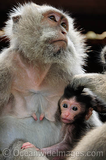 Long-tailed Macaque mother and baby photo