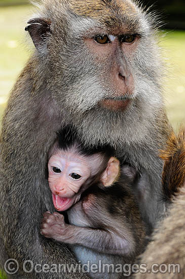 Long-tailed Macaque mother and baby photo