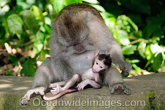 Bali Monkey mother and baby photo