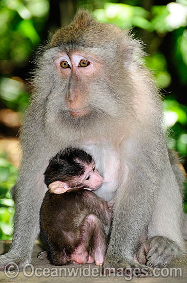 Long-tailed Macaque mother and baby photo