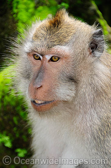 Long-tailed Macaque female photo