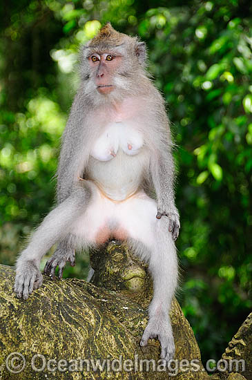 Bali Monkey female photo